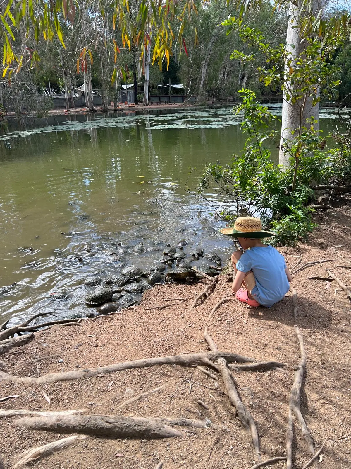 Child feeding freshwater turtles by the billabong at Billabong Sanctuary