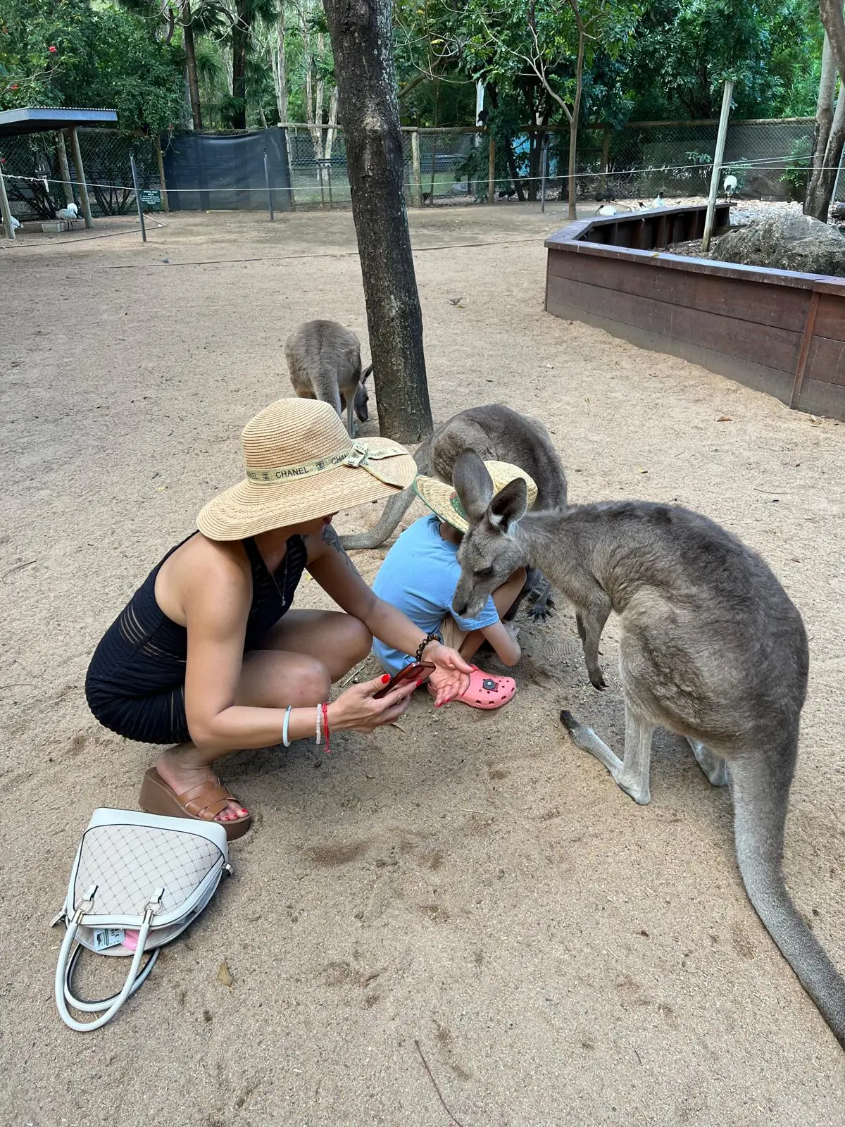 Family feeding gentle kangaroos at Billabong Sanctuary Townsville