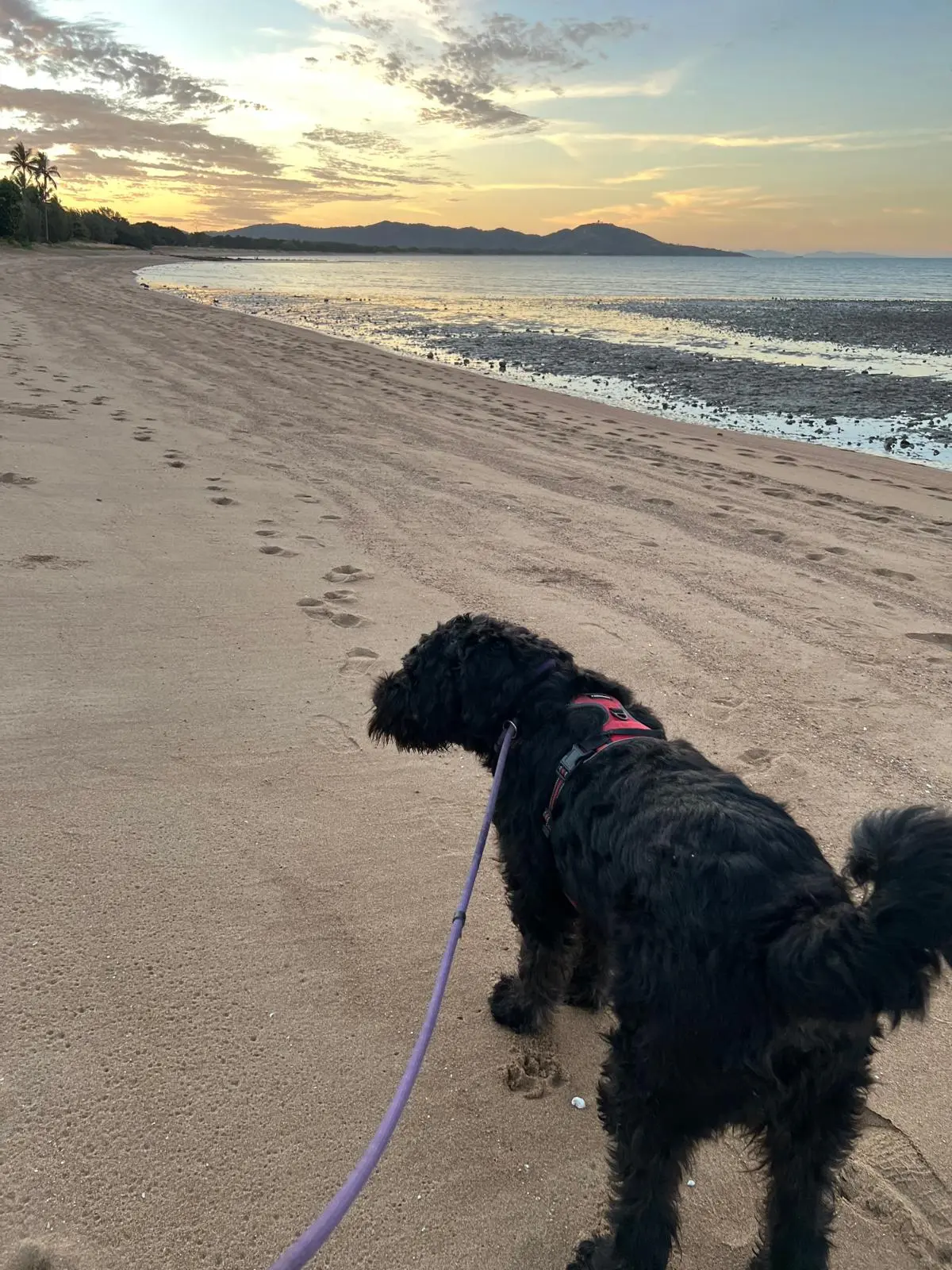 Pallarenda Beach at sunset with Max the giant schnauzer on-lead, low-tide sand flats and Magnetic Island in the distance