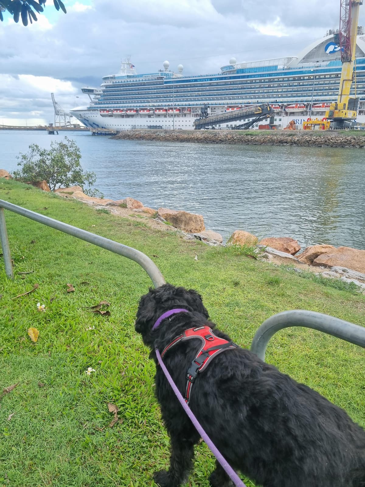 Giant Schnauzer Max at Townsville Cruise Terminal during sunset walk with Crown Princess cruise ship