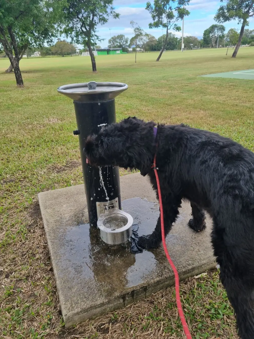 A dog drinking from a chilled public water station in a Townsville park on a hot tropical day
